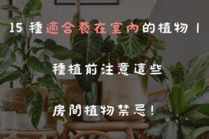 房間種植物|15 種適合養在室內的植物｜種植前注意這些房間植物 